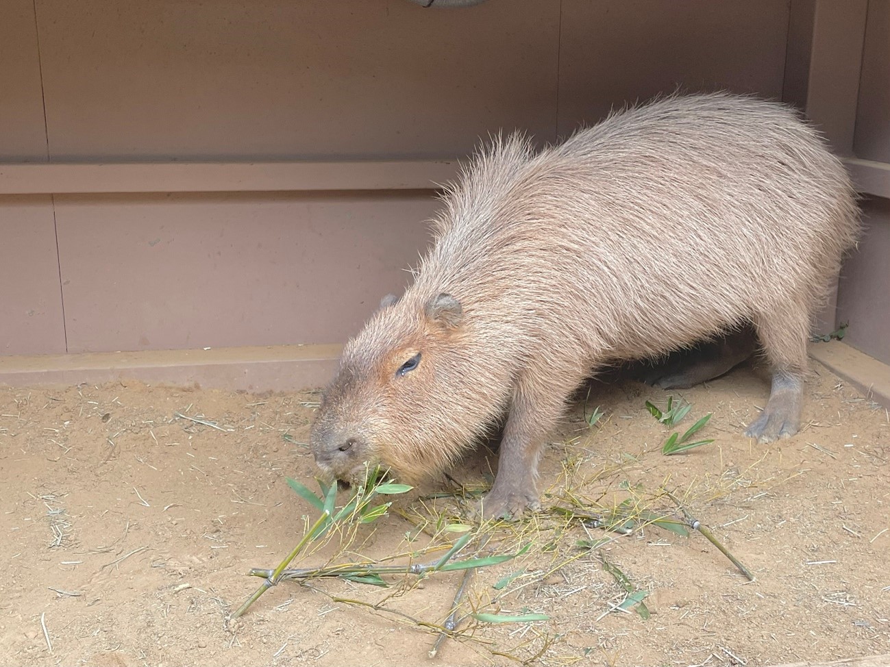 草を食べるカピバラ