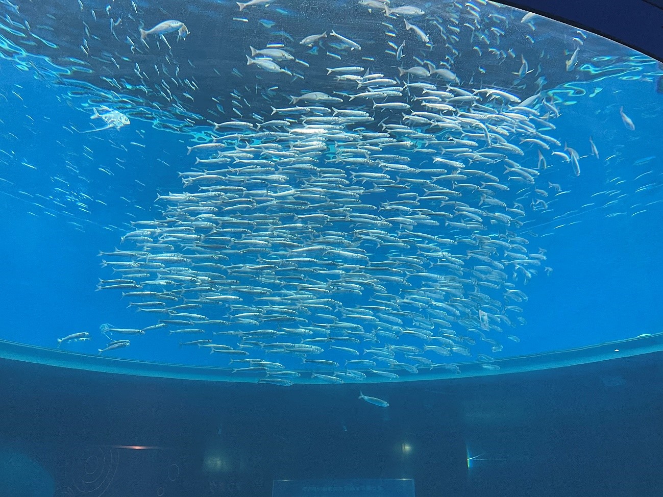 ぐるぐる泳ぐ真鰯